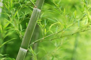 Doğal Bambu Çorapları