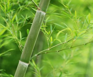 Doğal Bambu Çorabın Hikayesi